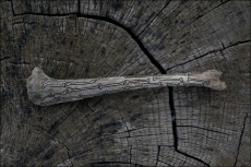 La Cur&eacute;e&nbsp; (Os dessin&eacute; par Aur&eacute;lie St&eacute;fani)