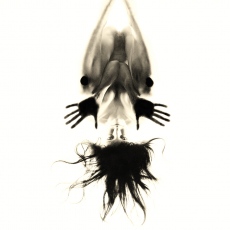 L'Iliaque Sacr&eacute;