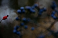 rosa canina & prunus spinosa