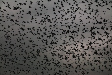 &Eacute;tourneaux Sanssonnet