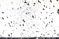 &Eacute;tourneaux Sanssonnet