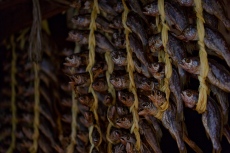 Marché aux poissons 1 (Busan, Corée)