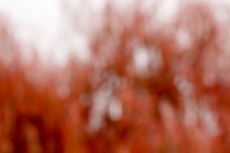 Saule : Salix babylonica