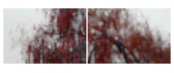 Saule : Salix babylonica