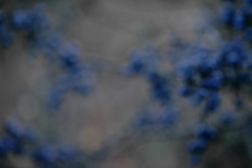 Prunelier : Prunus spinosa