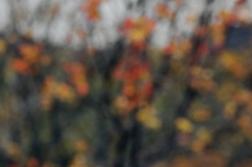 &Eacute;rable : Acer monspessulanum