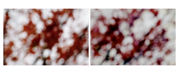 &Eacute;rable : Acer monspessulanum