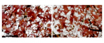 &Eacute;rable : Acer monspessulanum