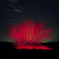 Rejets de H&ecirc;tre, Fagus sylvatica