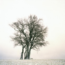 4 H&ecirc;tres sous la neige, Fagus sylvatica
