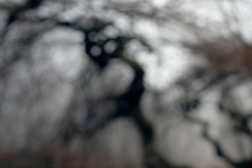 Faux de Verzy, Fagus sylvatica tortuosa