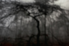 Faux de Verzy, Fagus sylvatica tortuosa