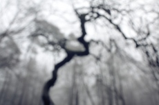 Faux de Verzy, Fagus sylvatica tortuosa