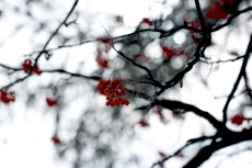 Sorbier : Sorbus aucuparia