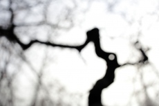 Faux de Verzy, Fagus sylvatica tortuosa