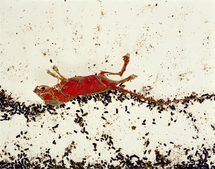 NON, je ne suis pas un Rat mort qui regarde le ciel allong&eacute; dans ses merdes. (ektachrome 4/5)