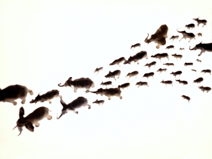 &Eacute;l&eacute;phanpreinte (ektachrome 4/5)